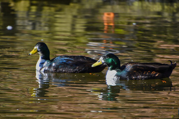 Fototapeta premium Zwei Enten die im Abendlicht glänzend über einen Teich schwimmen