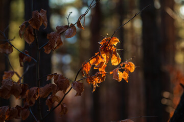 Dark orange leaves hanging on a branch in the sunny forest
