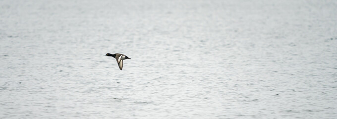 Flying duck panorama