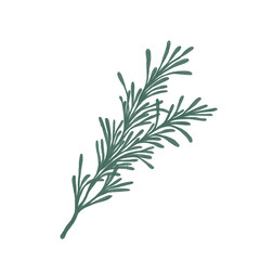 Obraz premium Rosemary