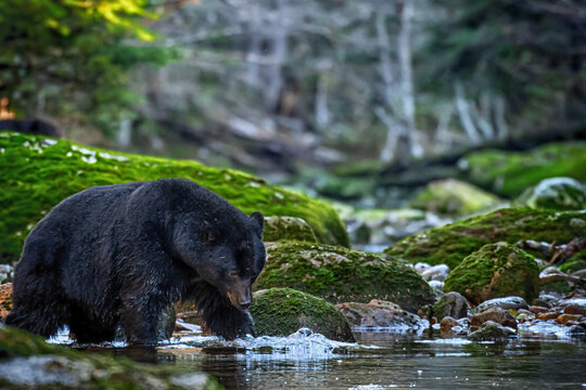 Black bear fishing in Great Bear Rainforest