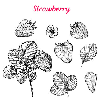 Strawberry hand drawn vector illustration. Strawberries sketch. Vector illustration. Black and white.