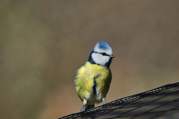 Singvögel - Blaumeise (Cyanistes caeruleus)