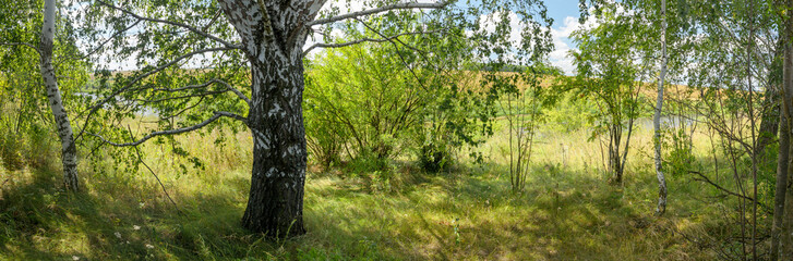 Sunny summer scene with birch trees.