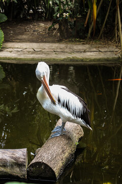 Great white pelicans sit on a tree