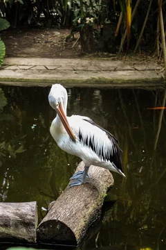 Great white pelicans sit on a tree