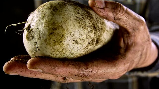 Close up shot of freshly harvested turnips with dirt in the hands of the farmer with black background. Filmed in slow motion.