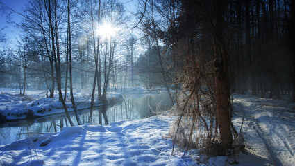 forest in winter