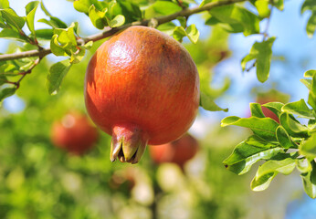 Red pomegranate on green branch