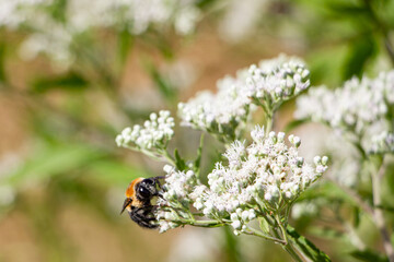 Bee on Valerian, Face
