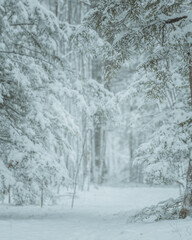 Fototapeta na wymiar Snowy Forest Path