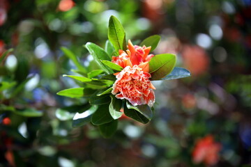 Close up of pink and white flowers on branch, between leaves, with bokeh effect