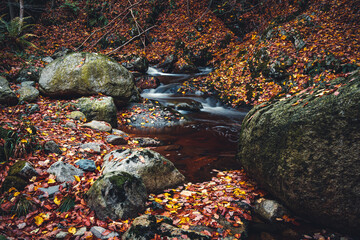 Fluß im Herbstwald, Harz, Deutschland