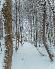 Fototapeta premium Snowy Forest Path