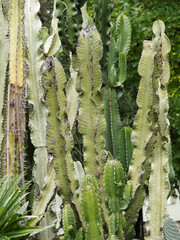Euphorbes arborescentes ou euphorbes candélabres, plante cactiforme originaire d'Afrique du sud...