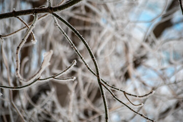 Branches in the cold covered with frost