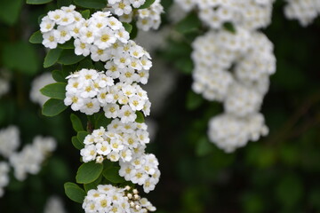 Spiraea thunbergii blooming bush. White flowers background. Shrub branches in white blossom. Beautiful summer nature.