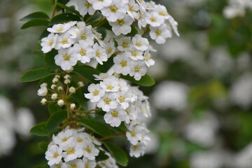 Spiraea thunbergii blooming bush. White flowers background. Shrub branches in white blossom. Beautiful summer nature.