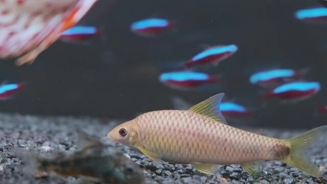 Crossocheilus reticulatus silver flying fox in fishtank. Fishtank theme.