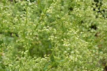 Celery plant in vegetable garden. Organic fresh herb. Celery umbrella with seeds. Agriculture in the village.