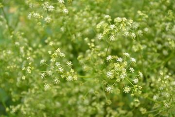 Celery plant in vegetable garden. Organic fresh herb. Celery umbrella with seeds. Agriculture in the village.