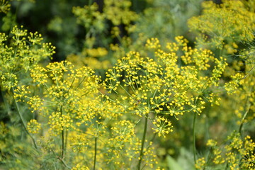 Dill plant in vegetable garden. Organic fresh herb. Dill umbrella with seeds. Countryside garden. Agriculture in the village.