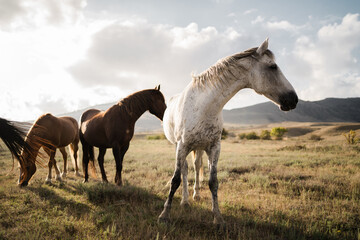 Obraz na płótnie Canvas Wild nature, background in the distance high mountains blue and white sky clear. three wild well-groomed horses stand side by side, watching eat grass in the field, white, red and brown