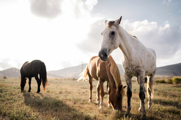 Fototapeta premium three wild well-groomed horses stand side by side, watching eat grass in the field, white, red and brown. Wild nature, background in the distance high mountains blue and white sky clear