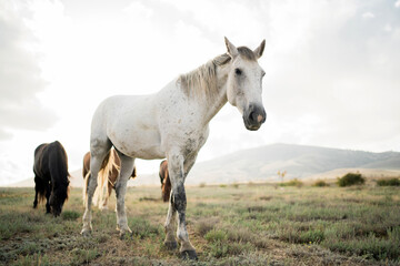 Wild nature, background in the distance high mountains blue and white sky clear. three wild well-groomed horses stand side by side, watching eat grass in the field, white, red and brown