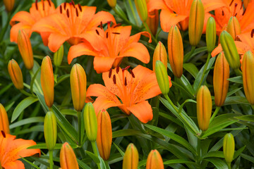 Closeup of a group of orange tiger lilies. 