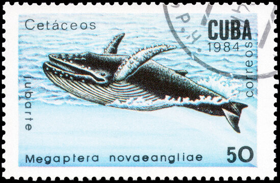 Postage stamp issued in the Cuba the image of the Humpback Whale, Megaptera novaeangliae. From the series on Whales and dolphins, circa 1984