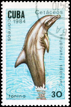 Postage stamp issued in the Cuba the image of the Common Bottlenose Dolphin, Tursiops truncatus. From the series on Whales and dolphins, circa 1984