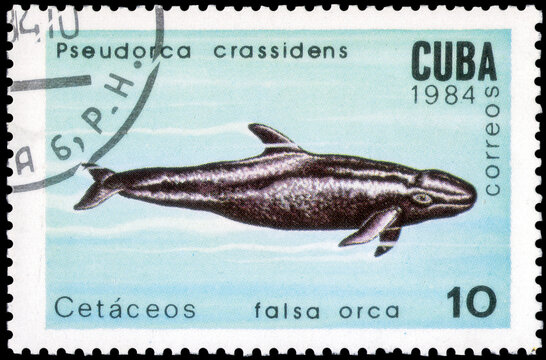 Postage stamp issued in the Cuba the image of the False Killer Whale, Pseudorca crassidens. From the series on Whales and dolphins, circa 1984