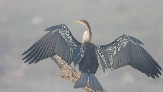 Anhinga in pond area .