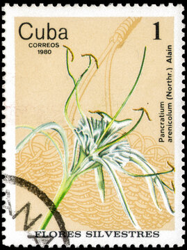 Postage stamp issued in the Cuba the image of the Spider Lily, Pancratium arenicolum. From the series on Wild Flowers, circa 1980