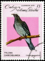 Postage stamp issued in the Cuba the image of the White-crowned Pigeon, Patagioenas leucocephala. From the series on Doves and Pigeons, circa 1979