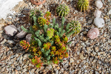 cactus in the wild nature