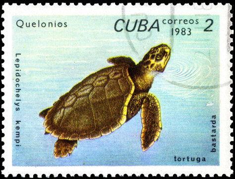 Postage stamp issued in the Cuba the image of the Kemp Ridley Sea Turtle, Lepidochelys kempii. From the series on Turtles, circa 1983
