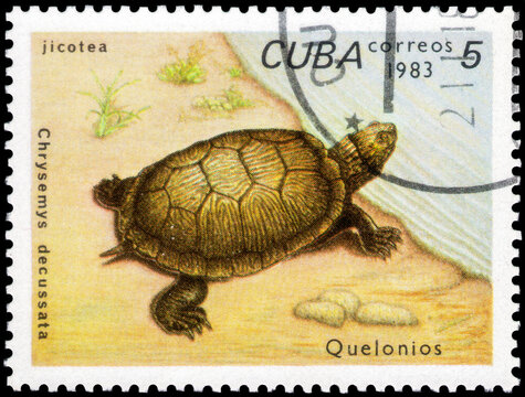 Postage stamp issued in the Cuba the image of the Cuban Slider, Chrysemys decussata. From the series on Turtles, circa 1983