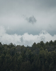 Cloudy Forest