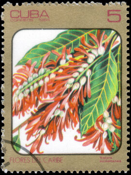 Postage stamp issued in the Cuba the image of the Triplaris surinamensis. From the series on Flora, circa 1984