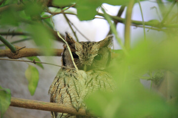 Hidden owl, looking defiantly at the camera.