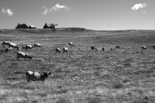 On a beautiful afternoon in August, a panoramic view of pastures, two burons and cows in Aubrac (Loz&egrave;re, France)