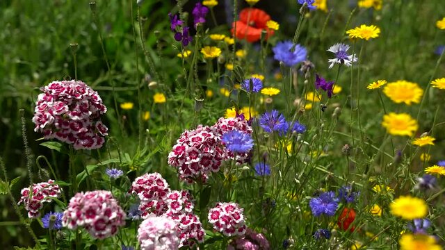 Verschiedene, sch&ouml;ne, farbige Sommerblumen in Nahaufnahme