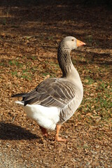 Healthy goose