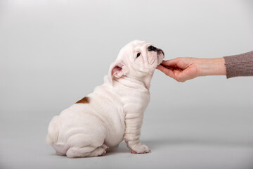 Obraz premium Small english bulldog puppy on a white background