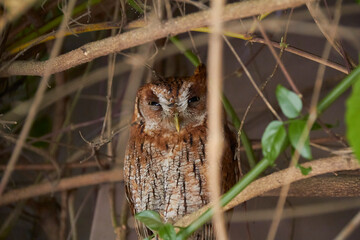 Hidden owl, looking defiantly at the camera.