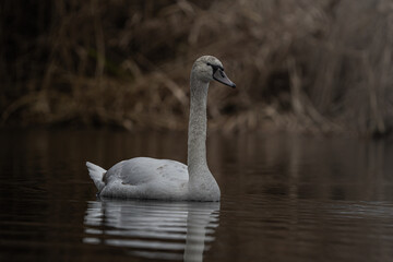 Fototapeta premium mute swan