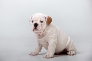 Small english bulldog puppy on a white background