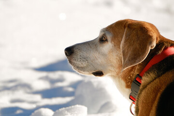 old beagle dog in the snow